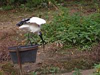 Ibis sacre, Threskiornis aethiopicus (Photo F. Mrugala) (09)